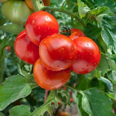 Чем подкормить томаты - подкормка помидоров во время цветения иплодоношения, подкормка томатов для завязи