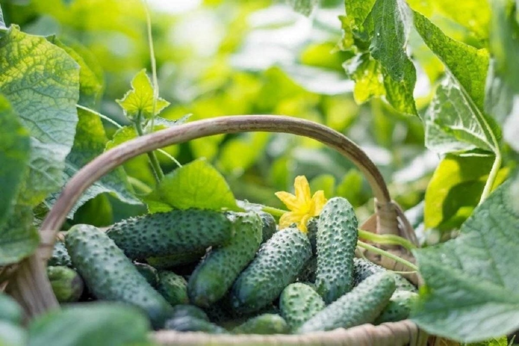 Как вырастить хороший урожай огурцов в теплице - правила ухода за огурцами,полезные советы и рекомендации
